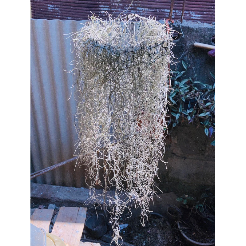 JENGGOT MUSA / Spanish Moss