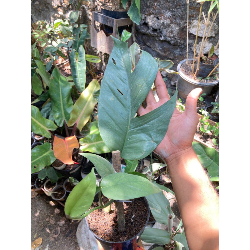 epiprenum ekor naga green / ekor naga hijau