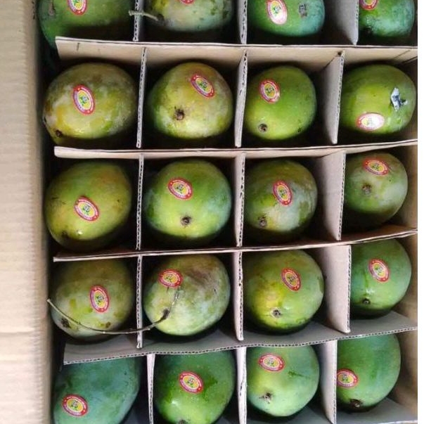 

mangga harum manis satu dus