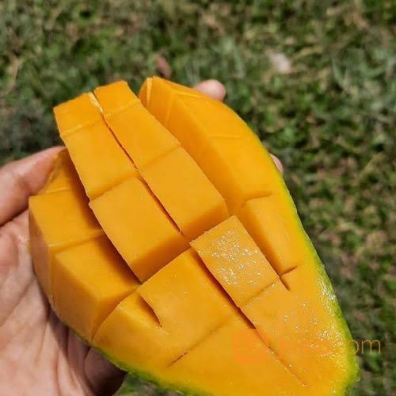 

Mangga