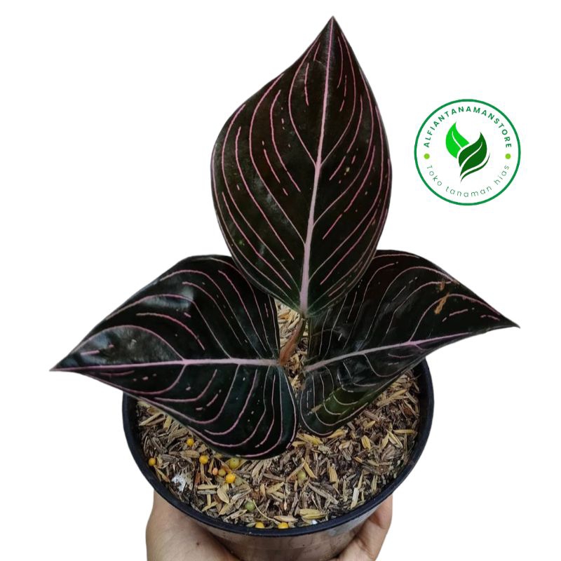 [BISA COD] Tanaman Hias Aglonema Rotundum Aceh