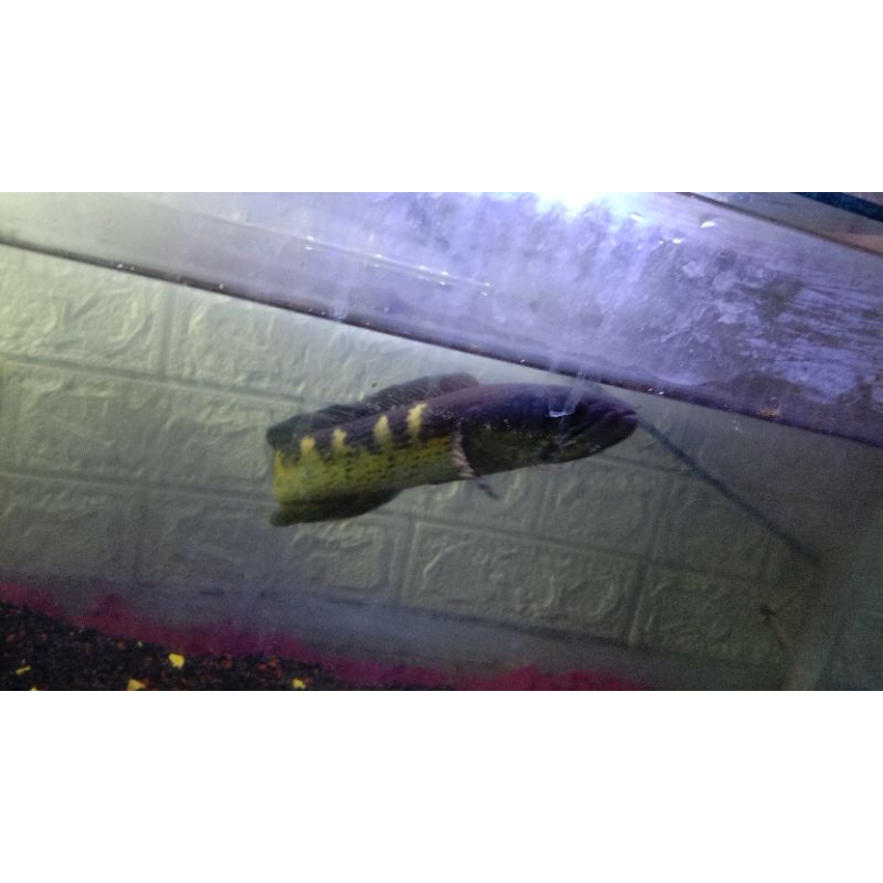 Chana auranti UK20cm