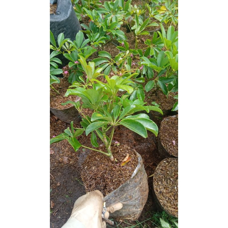 pohon wali songo hijau