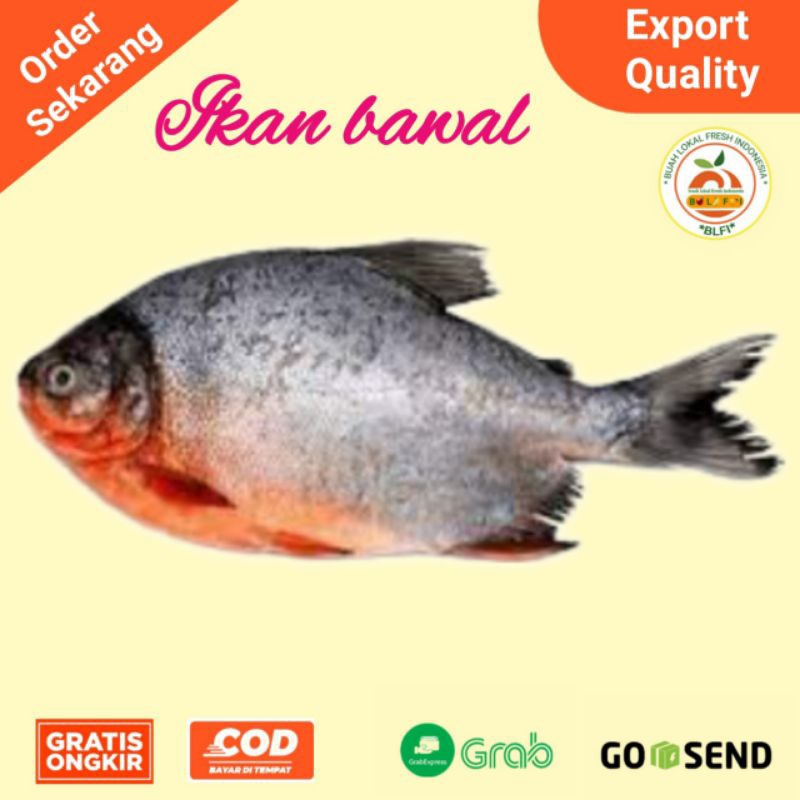 

IKAN BAWAL FRESH ( 500gr )