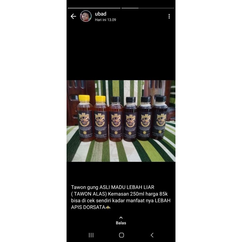 

madu asli lebah liar