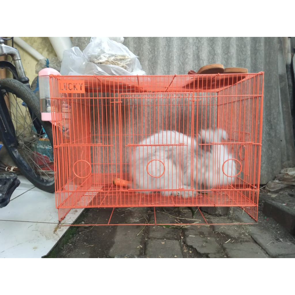 KELINCI ANGGORA PLUS KANDANG / KELINCI SEHAT EX PETS KINGDOM / KELINCI ANGGORA ABU