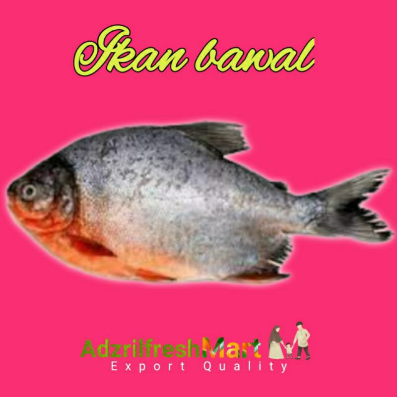 

IKAN BAWAL FRESH ( 500gr )