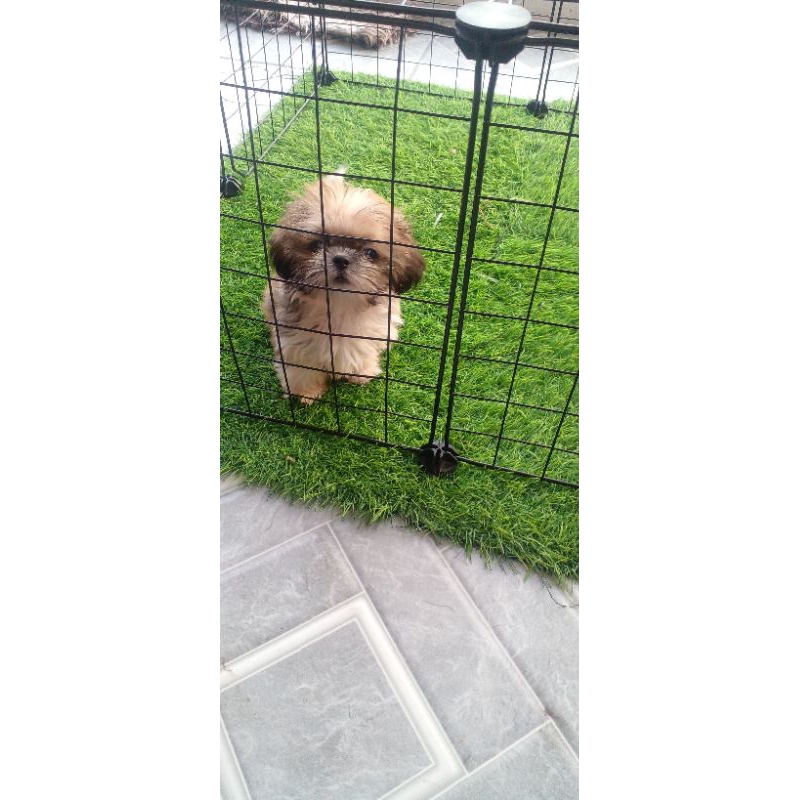 anjing shihtzu