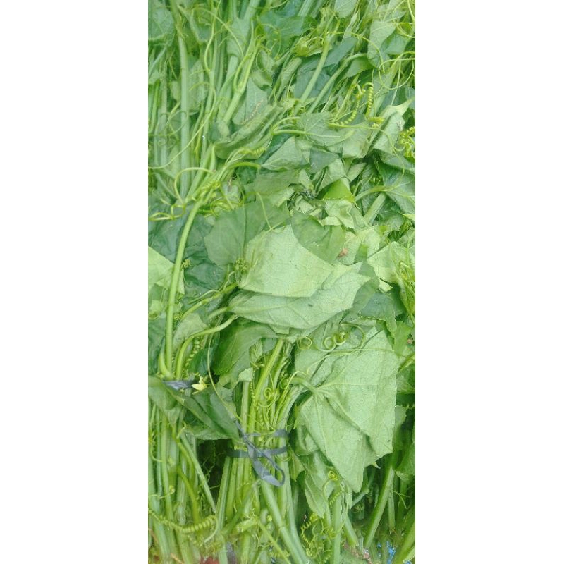 

Sayur Pucuk Daun Labu Siam ikat