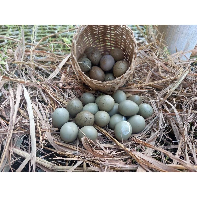 20 butir telur tetas puyuh hias/puyuh batu