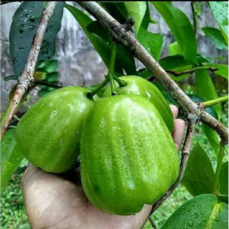 Bibit jambu air khiojok/bibit okulasi jambu air khiojok jumbo