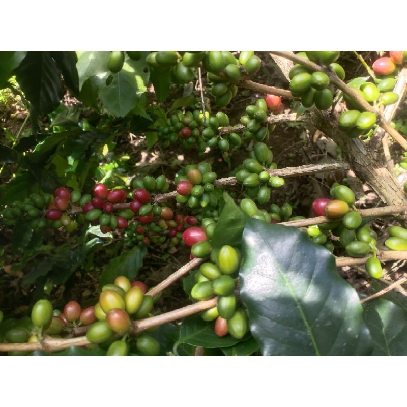 Green Bean Robusta