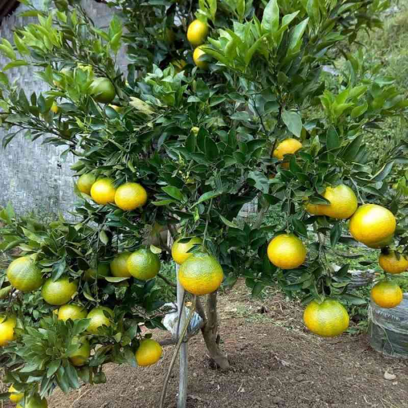 Bibit jeruk dekopon super unggul murah berbuah cepat hasil okulasi
