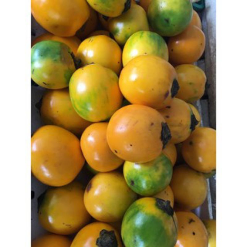 

Terong_Asam_Dayak(sour eggplant)khas_kalimantan