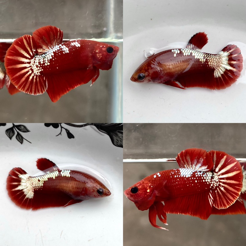 Plakat FCCP, Black samurai, PKDT dan Neon