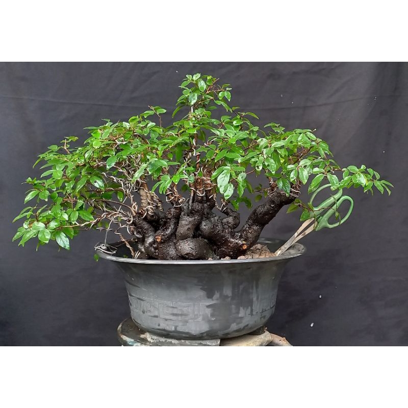 Bonsai mustam grouping rimbun