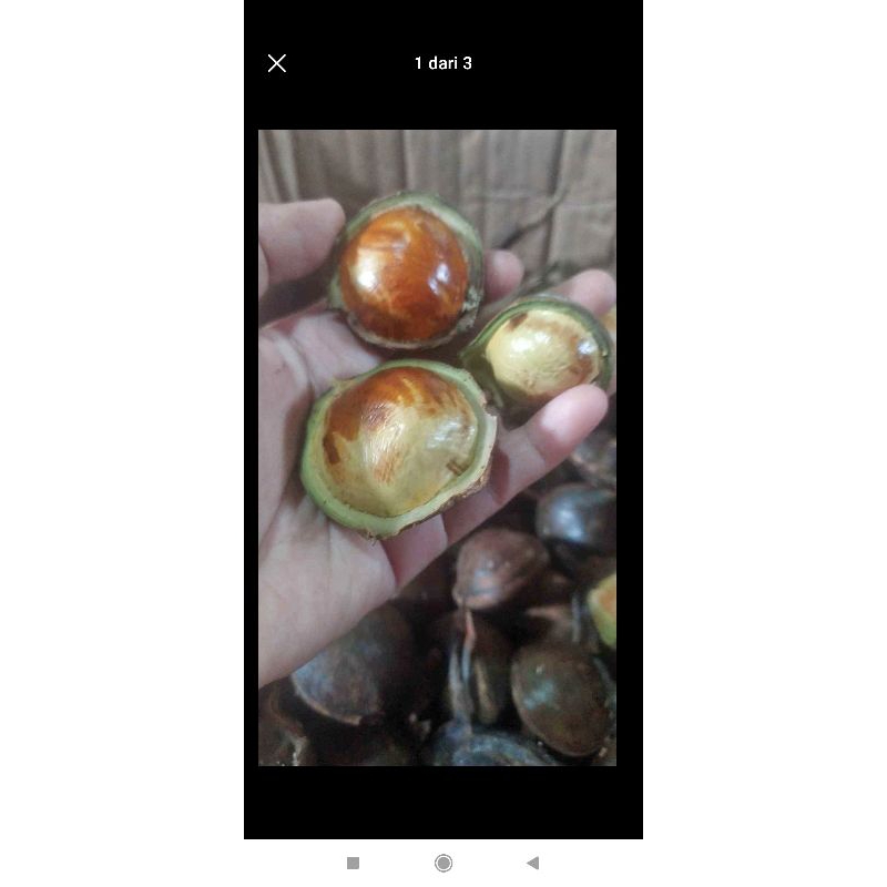 

Jengkol Tua