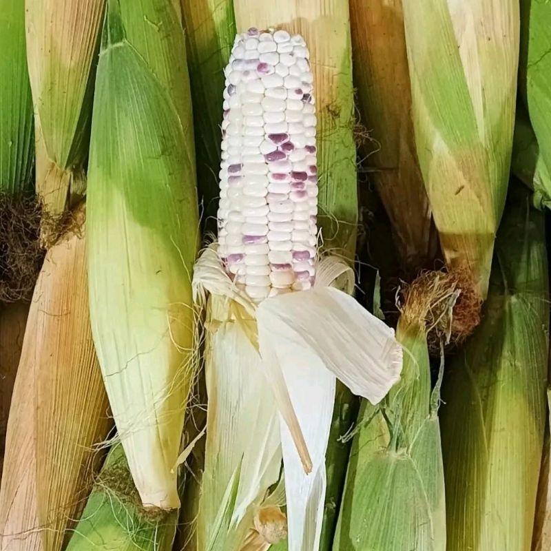

Jagung Pulut Batik 1 kg