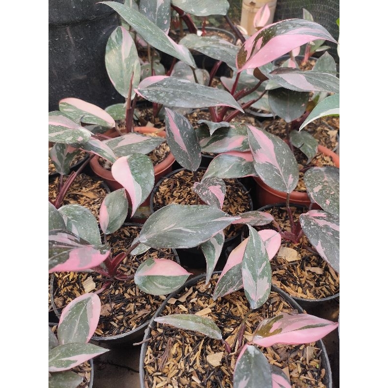 philodendron pink princes