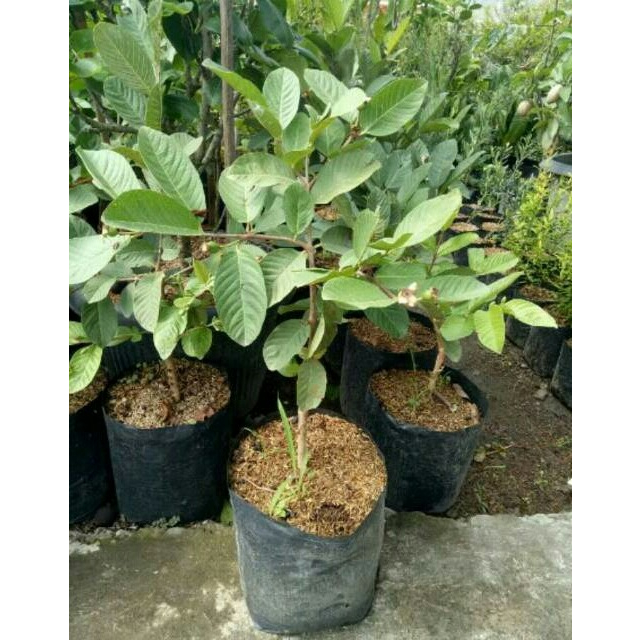 Bibit Tanaman Buah Jambu Kristal Non Biji Hasil Cangkok Atau Okulasi