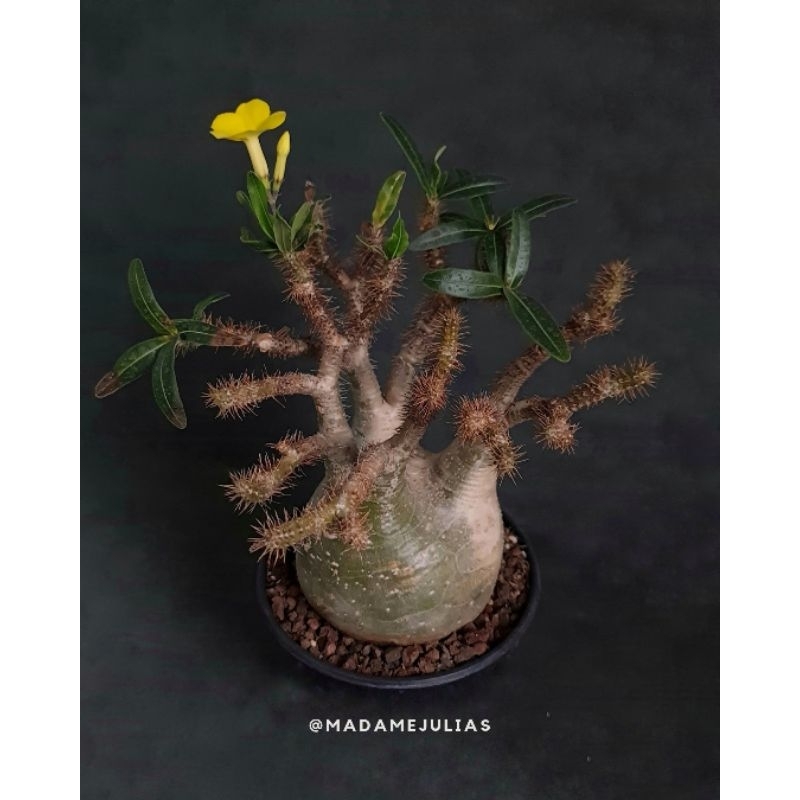 Tanaman hias Pachypodium Gracilius