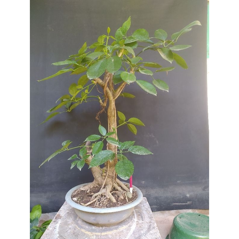 Bahan Bonsai Tanaman Tlogosari atau Telogosari