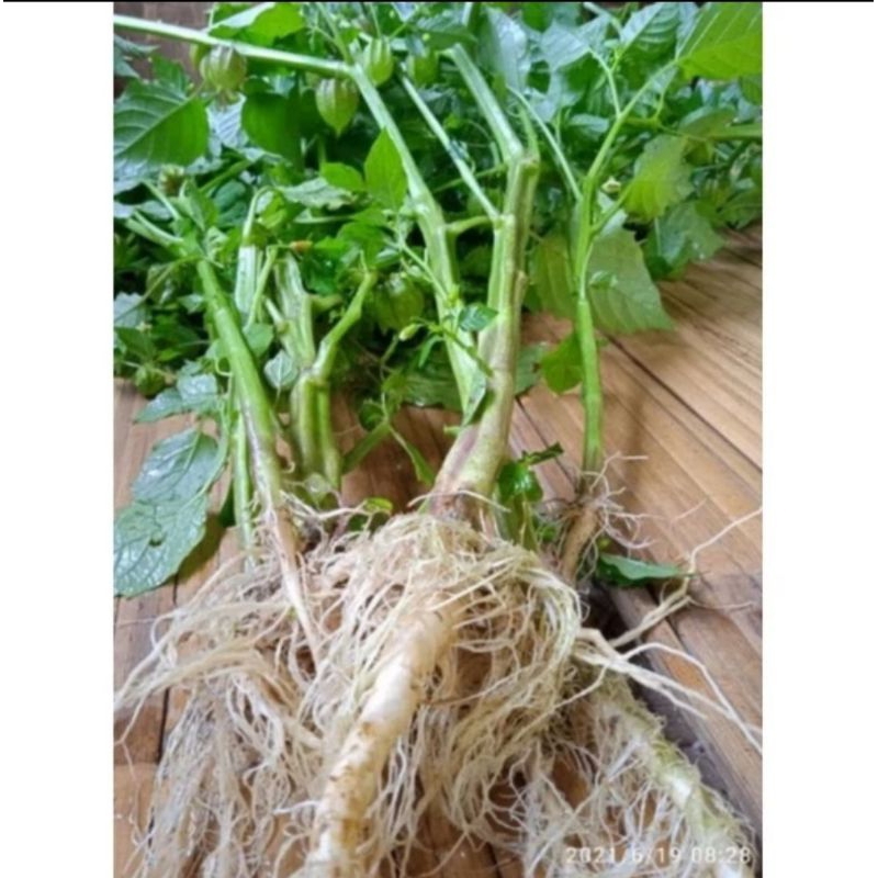 

daun ciplukan|cecenet fresh 500 gram