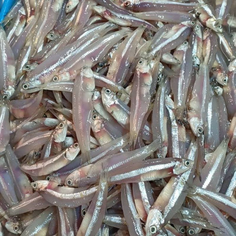 IKAN LURE/IKAN MAIRO/PASAR MAKASSAR