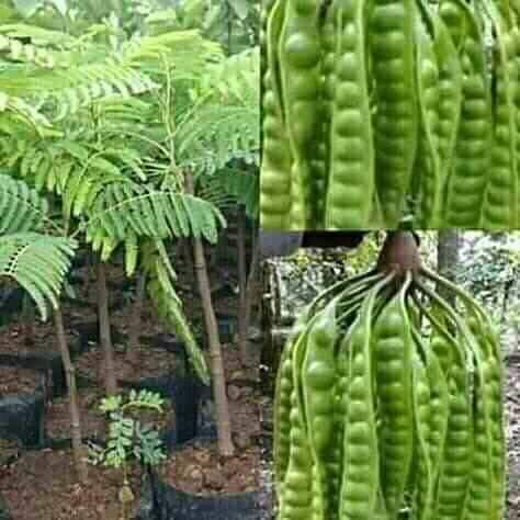 Bibit Tanaman Petai// Petai Unggul