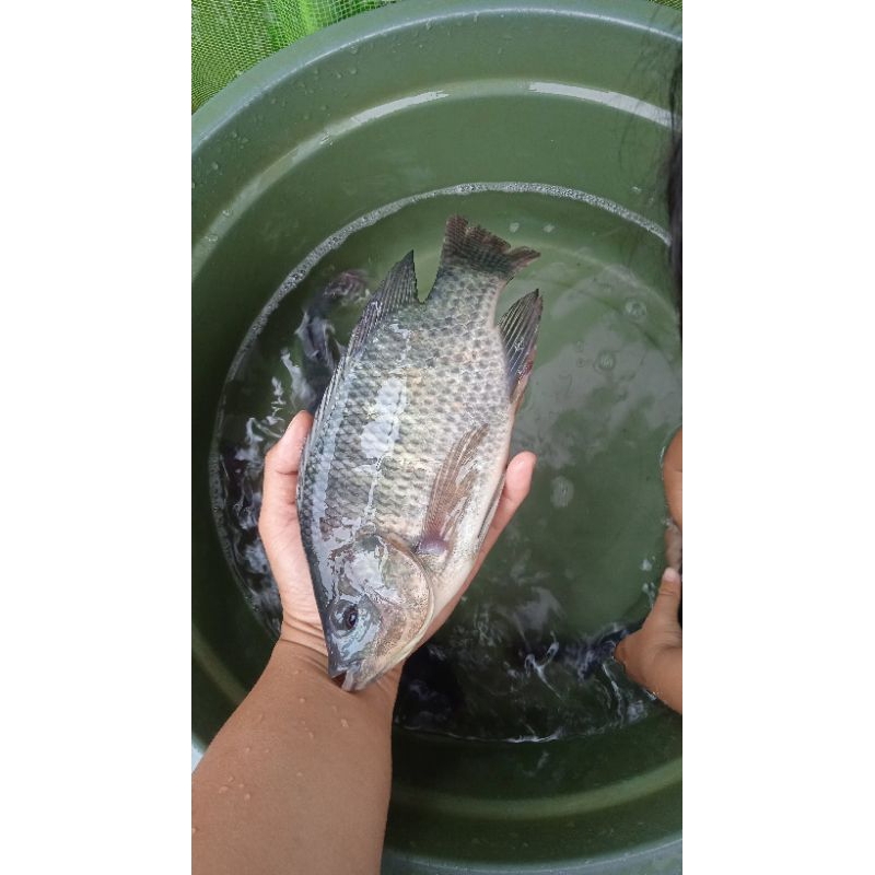 

ikan mujair original 1/2 kg