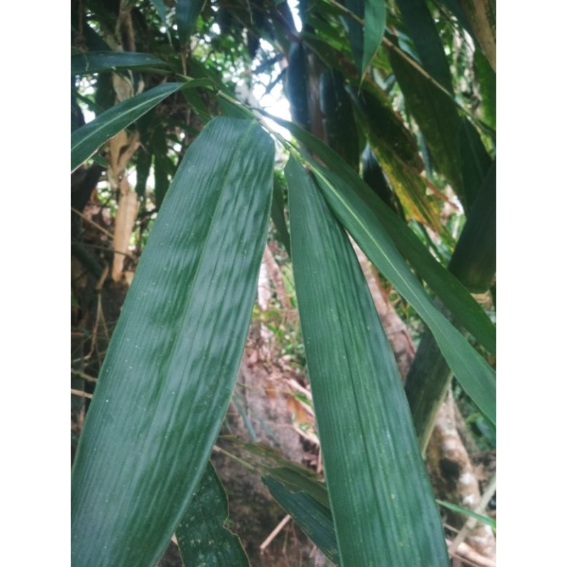 

100 lembar daun bambu segar/bungkus bakcang/bacang/daun segar