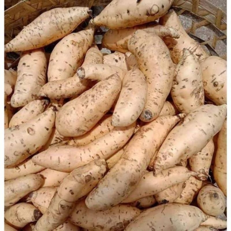 

Ubi madu cilembu super premium 5KG (Mentah)