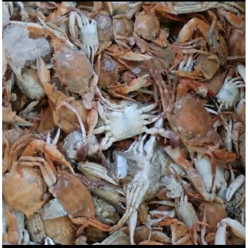 

BABY CRAB / RAJUNGAN REBUS 500gr