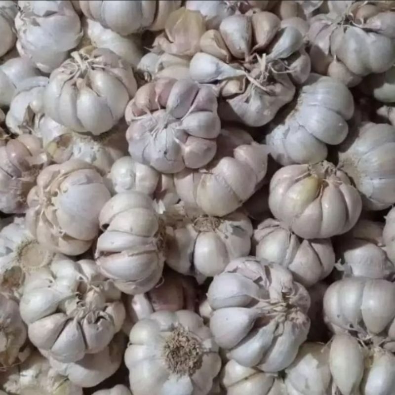 

bawang putih 1 kg / bawang putih murah