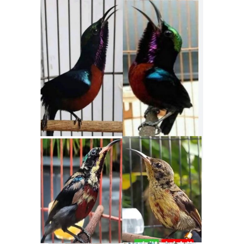 KOLIBRI NINJA IJOAN , METALIK & TROTOL PILIHAN SUPER GEMUK