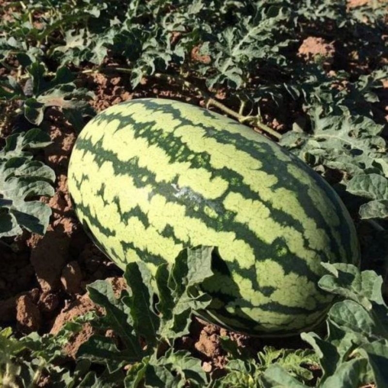 50biji benih  BIBIT BENIH SEMANGKA MADE F1