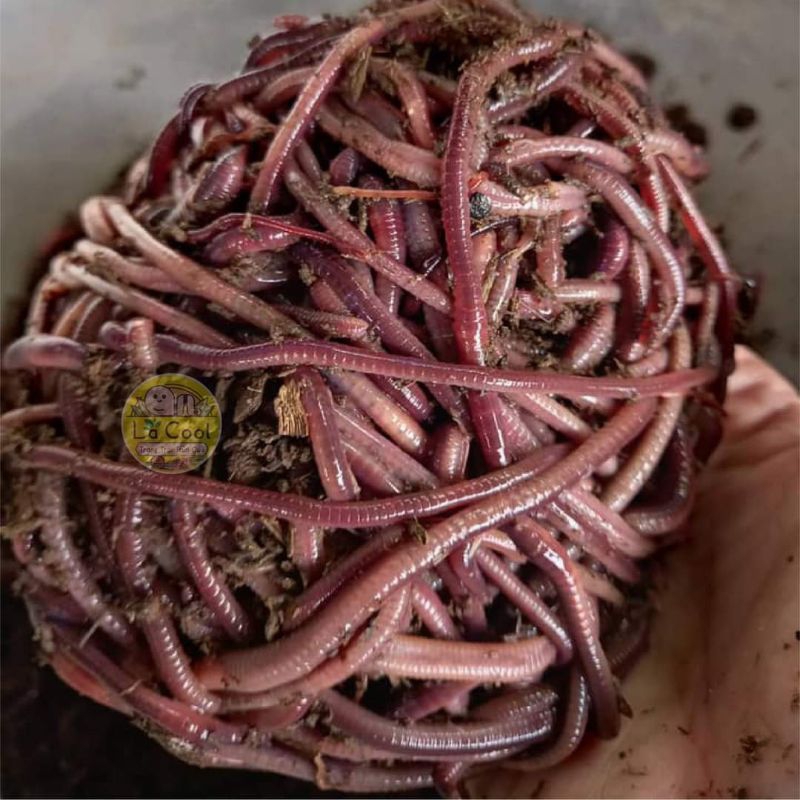 Cacing Tanah 1 kg umpan mancing /pakan burung