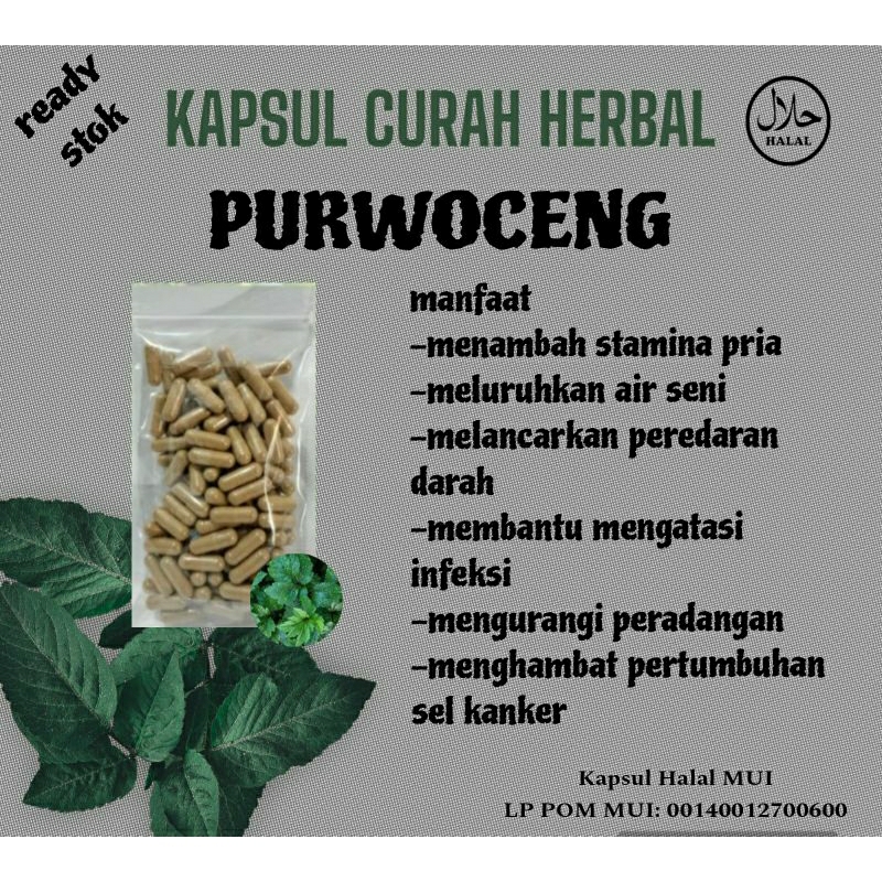 herbal purwoceng isi 100 kapsul,menambah stamina pria