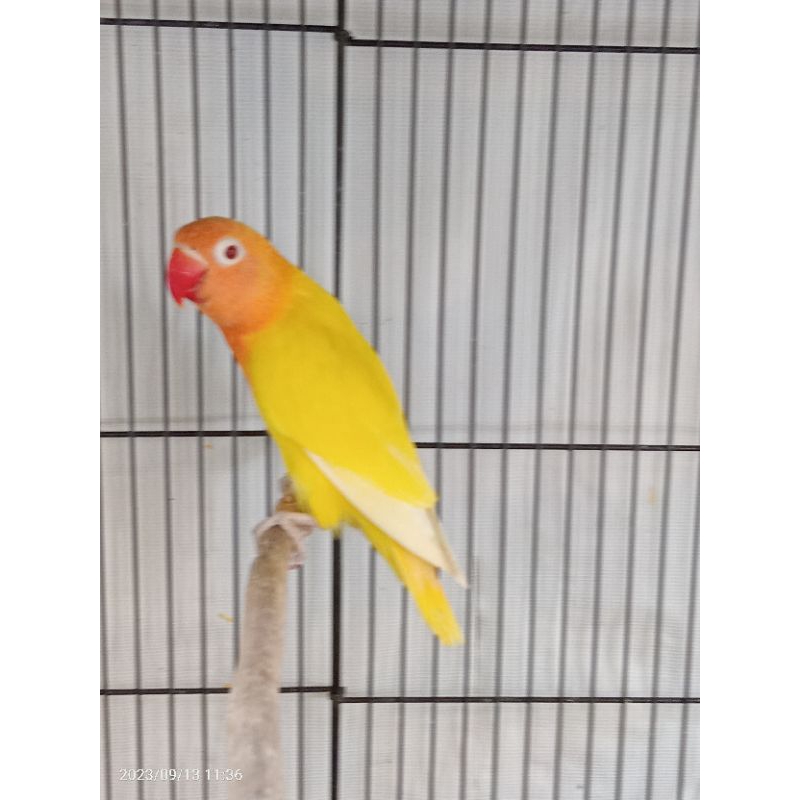 Lovebird Lutino MM Mulus dan Cantik