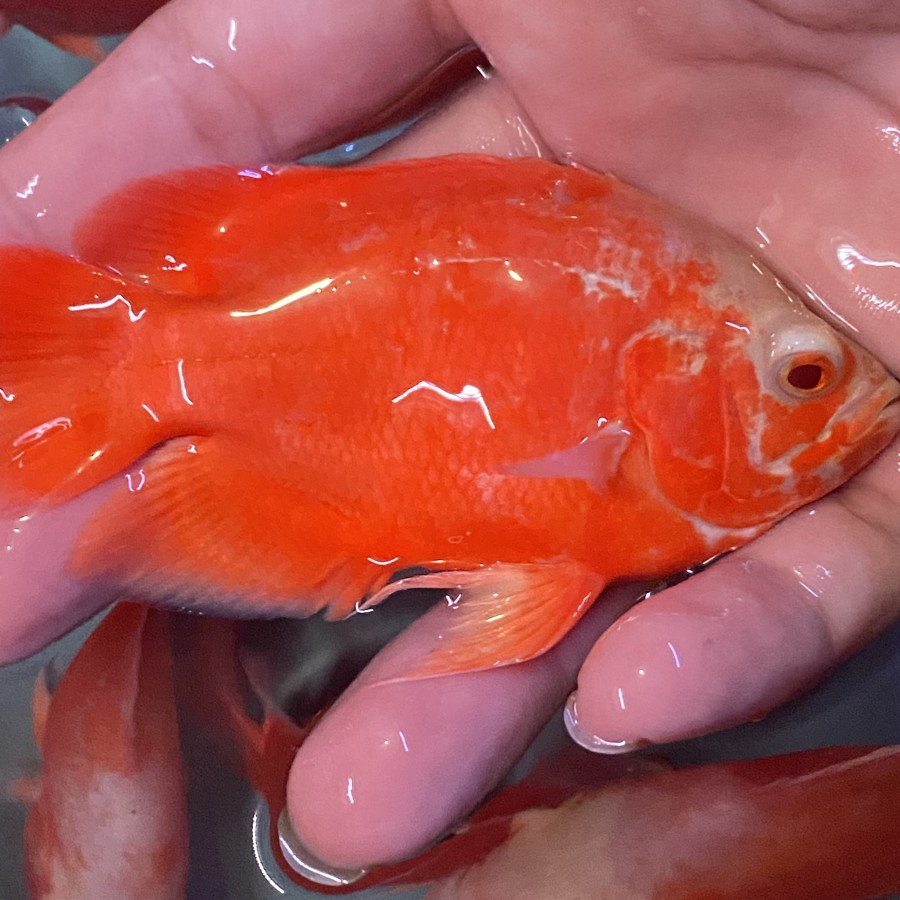 Ikan Hias Oscar Paris Red Chili Ikan Predator