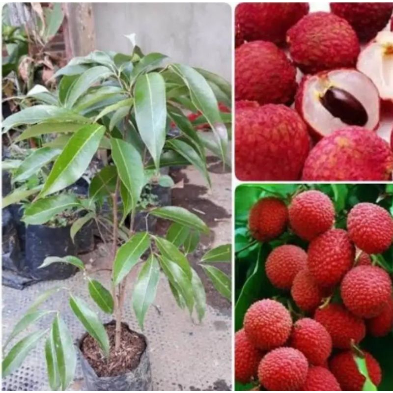 bibit buah leci merah