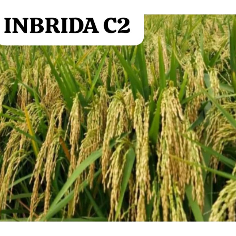Benih padi INBRIDA C2