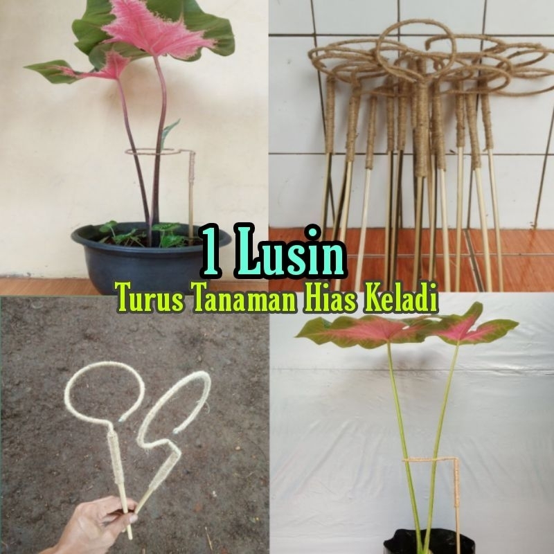 Turus Tanaman Hias Keladi - Turus Penyangga Tanaman Keladi/Alocasia per pack