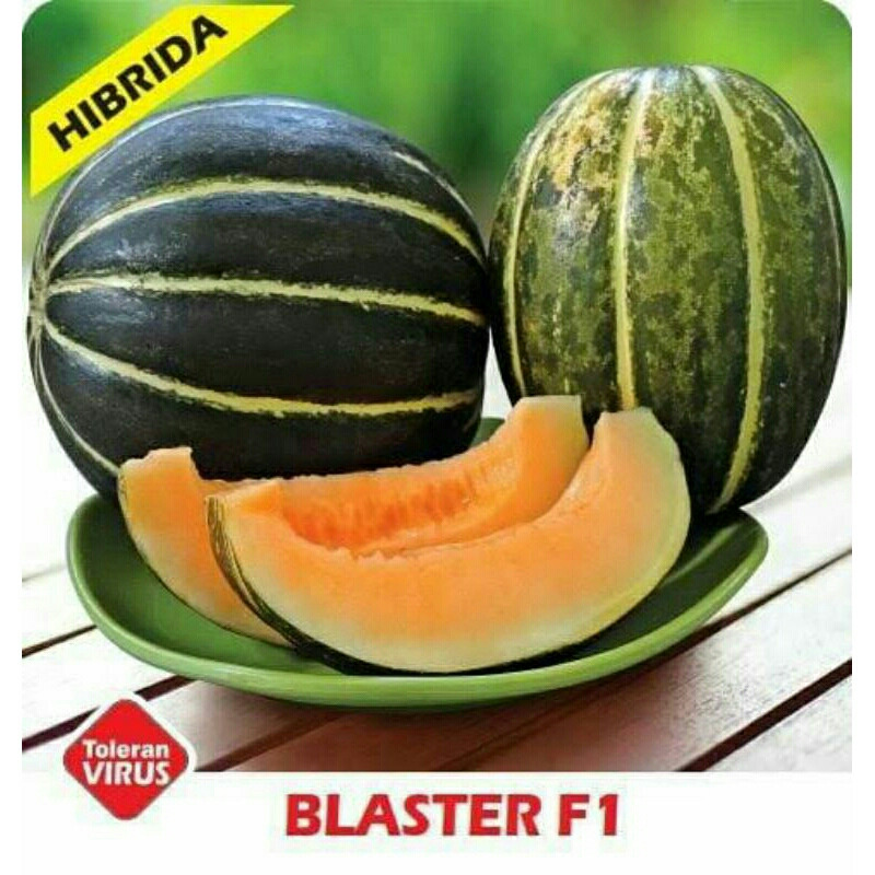 5 Biji Blewah Blaster F1 | Blewah Hibrida | Benih Buah Blewah