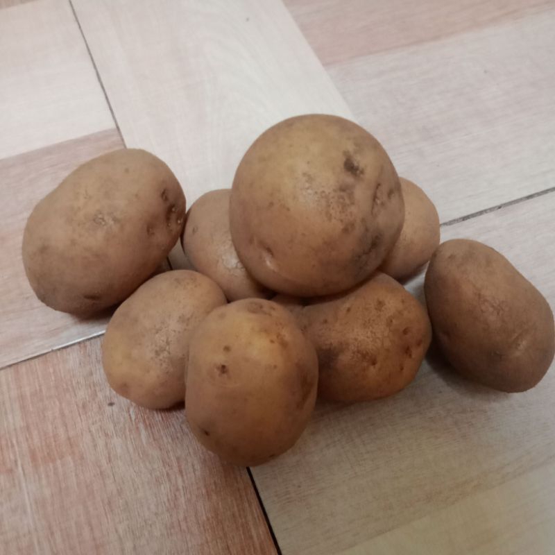 

Ketang asli kayu aro