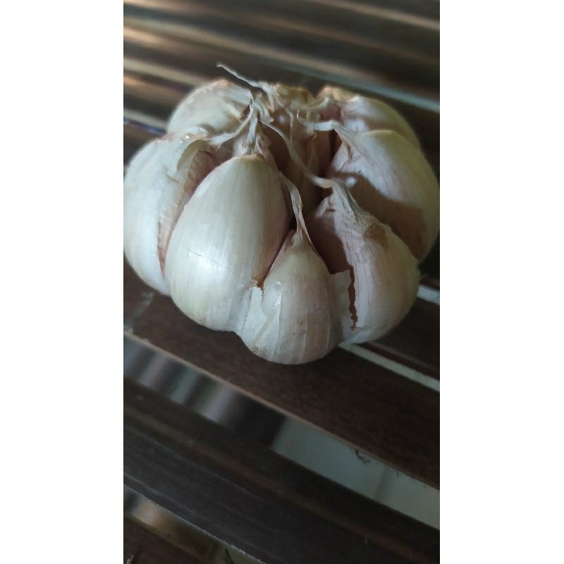 

Bawang putih