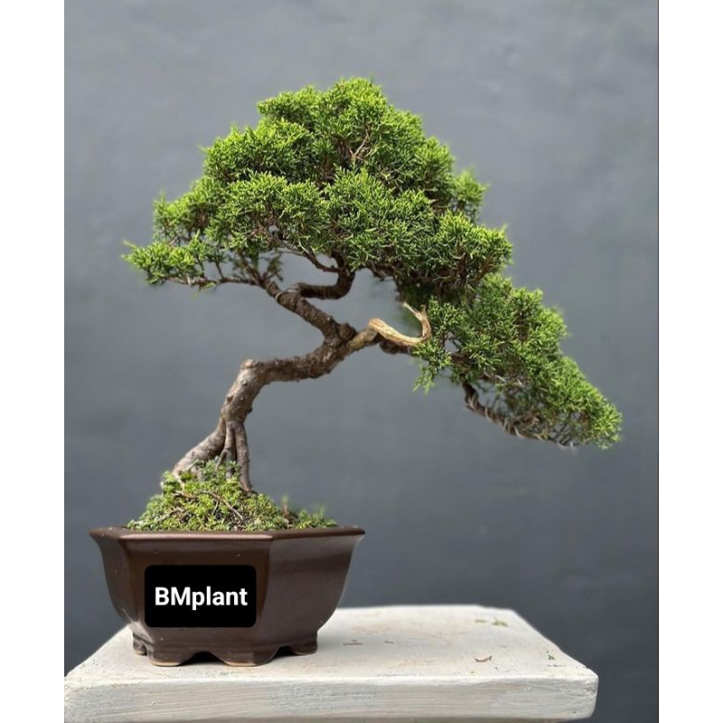 tanaman bonsai Cemara matang siap pajang