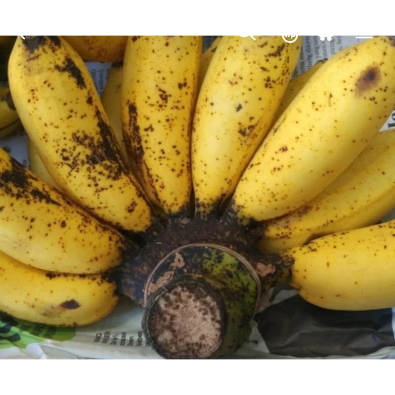 

Pisang Susu Manis Buah Segar