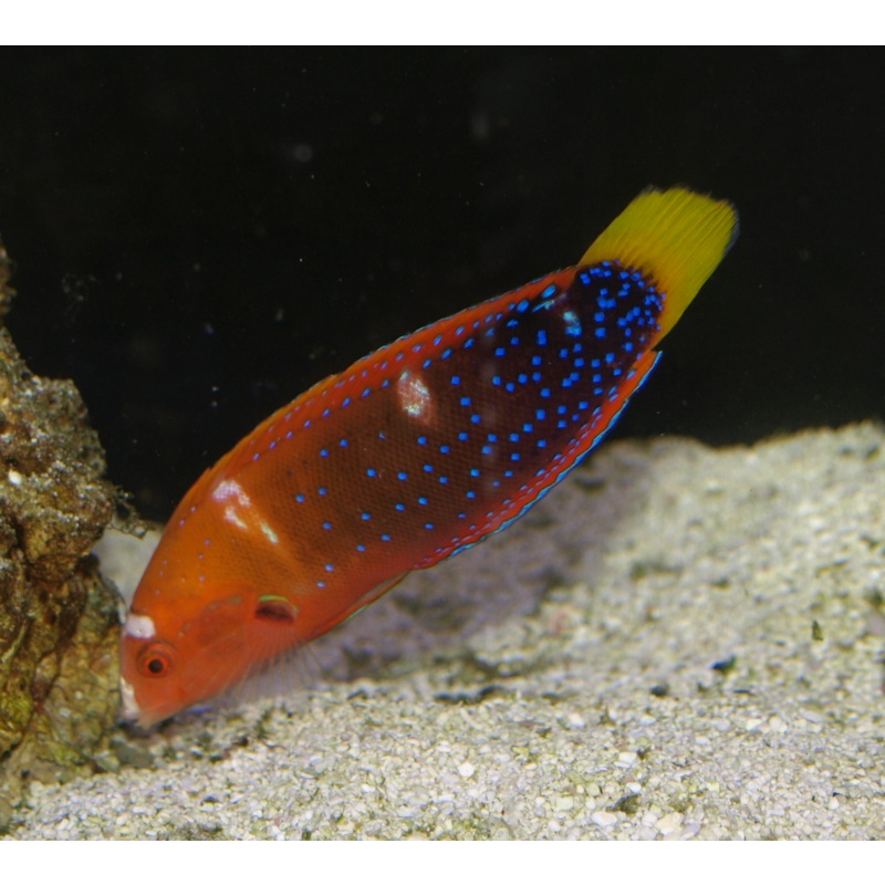 Ikan Keling Asli / Red Coris Wrasse / Air Laut / Tankmate Nemo