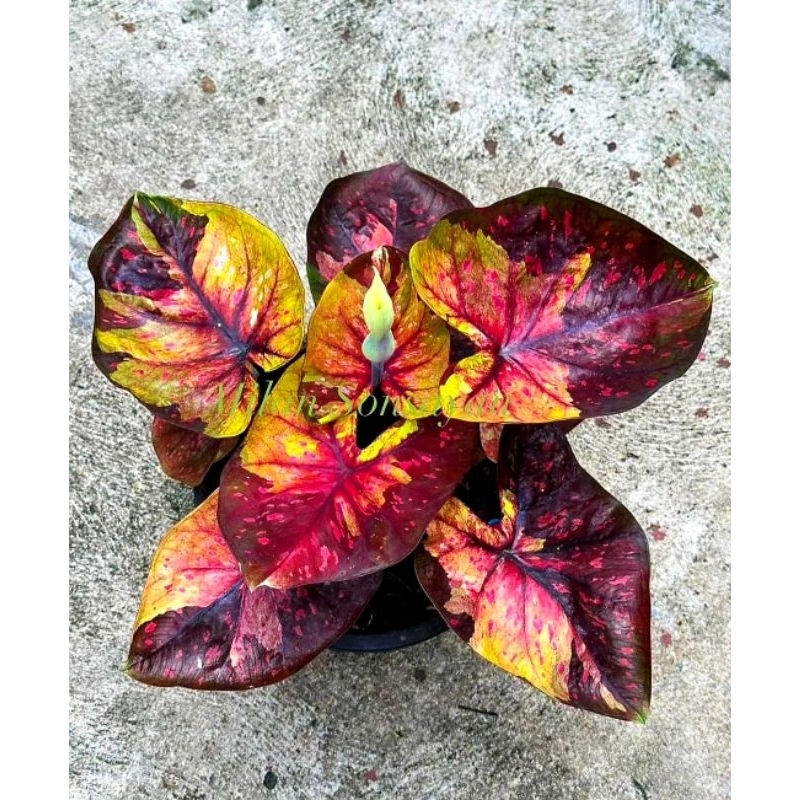 Keladi Hybrid Giant Thailand Tanaman Hias Keladi Hybrid Giant Thailand